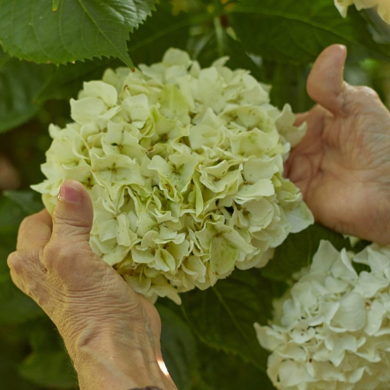 dementia hands